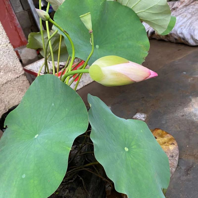四季开花莲藕苗大型观赏荷花种藕苗莲藕种苗盆栽荷花苗水培