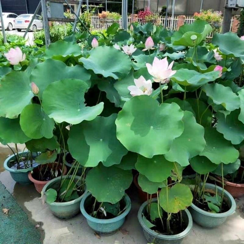 四季开花莲藕苗大型观赏荷花种藕苗莲藕种苗盆栽荷花苗水培