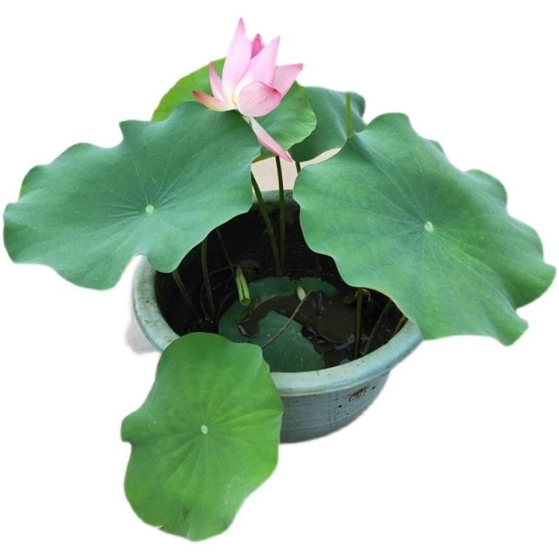 四季开花莲藕苗大型观赏荷花种藕苗莲藕种苗盆栽荷花苗水培