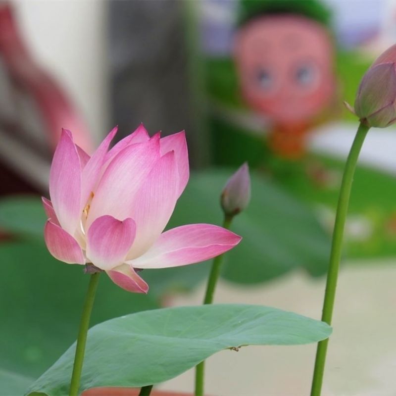 四季开花莲藕苗大型观赏荷花种藕苗莲藕种苗盆栽荷花苗水培