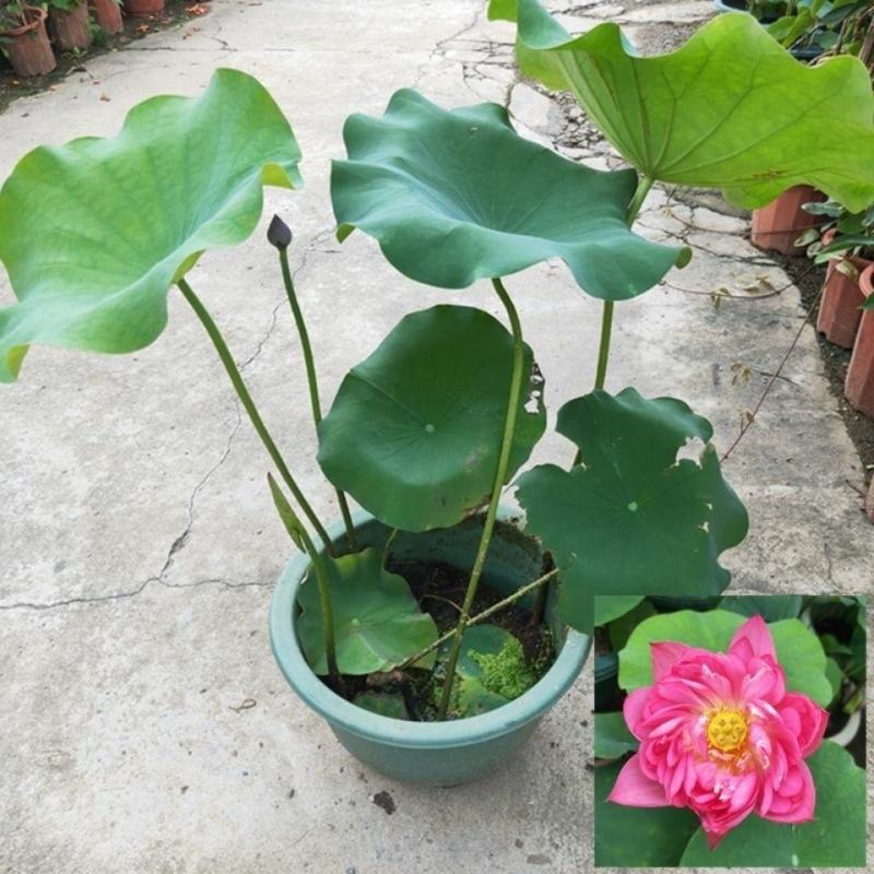 四季开花莲藕苗大型观赏荷花种藕苗莲藕种苗盆栽荷花苗水培