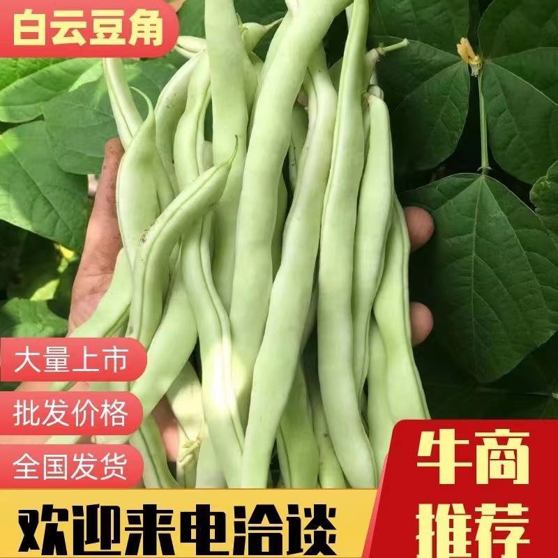 云白豆角，万亩基地大量上市，欢迎全国的客商，我们有专业的