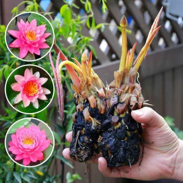 池塘睡莲花鱼缸睡莲根块带花苞四季盆栽水培植物庭院大小睡莲