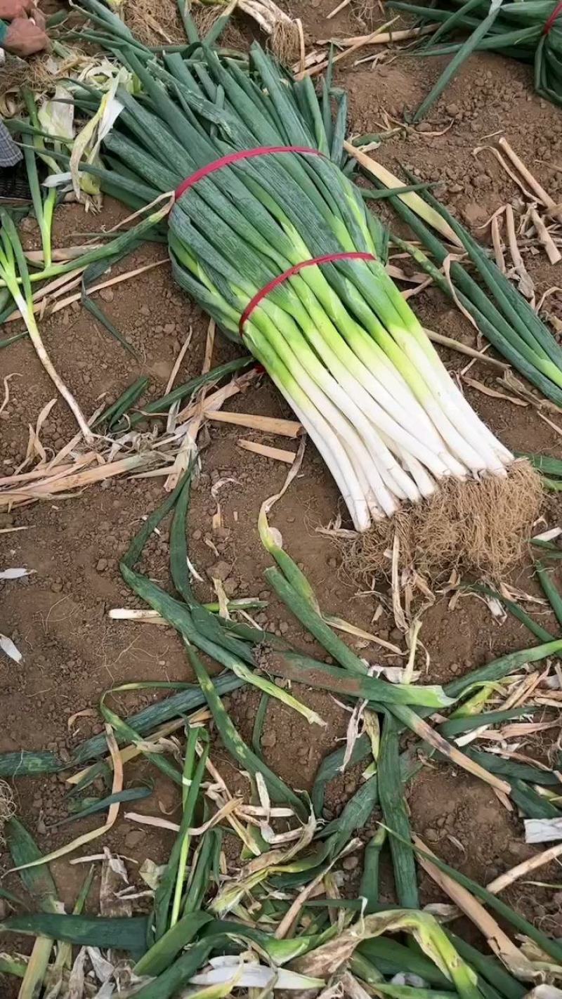 长白地膜大葱