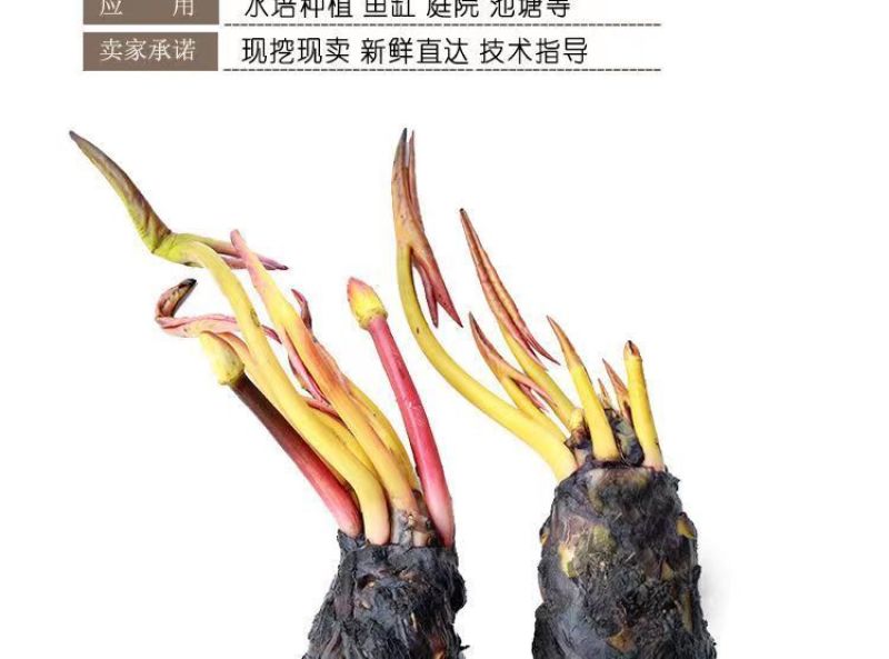 池塘睡莲花鱼缸睡莲根块带花苞四季盆栽水培植物庭院大小睡莲