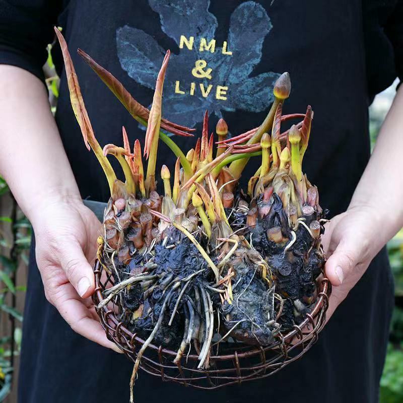 池塘睡莲花鱼缸睡莲根块带花苞四季盆栽水培植物庭院大小睡莲