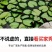 池塘睡莲花鱼缸睡莲根块带花苞四季盆栽水培植物庭院大小睡莲