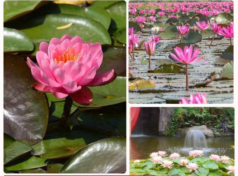 池塘睡莲花鱼缸睡莲根块带花苞四季盆栽水培植物庭院大小睡莲
