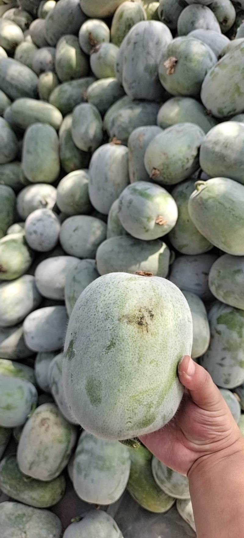青皮，白霜水果冬瓜。各种型号。保证质量。