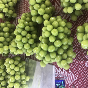 阳光玫瑰