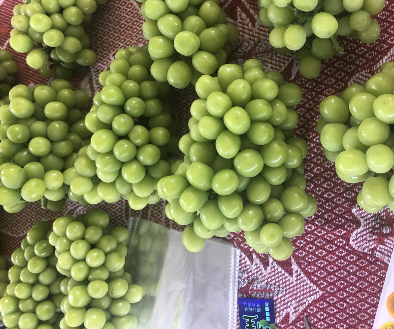 阳光玫瑰