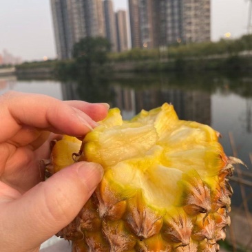 凤梨