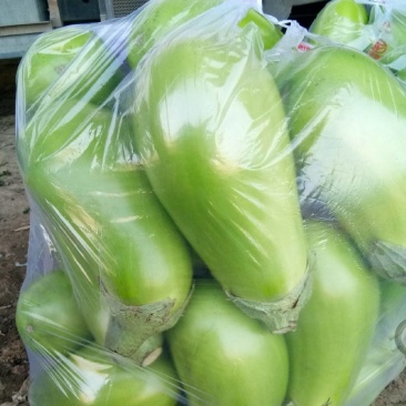 河南汝州青茄子上市，视频看货，产地代收代发欢迎来电咨询