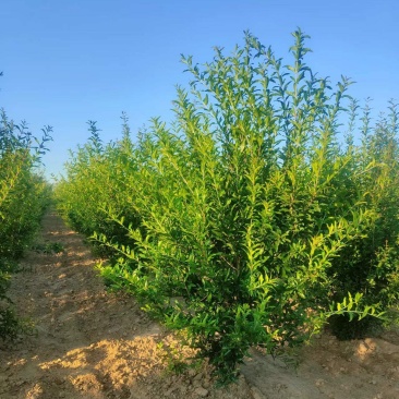 丛生花石榴丛生果石榴硬丛生绿化工程园林绿化别墅