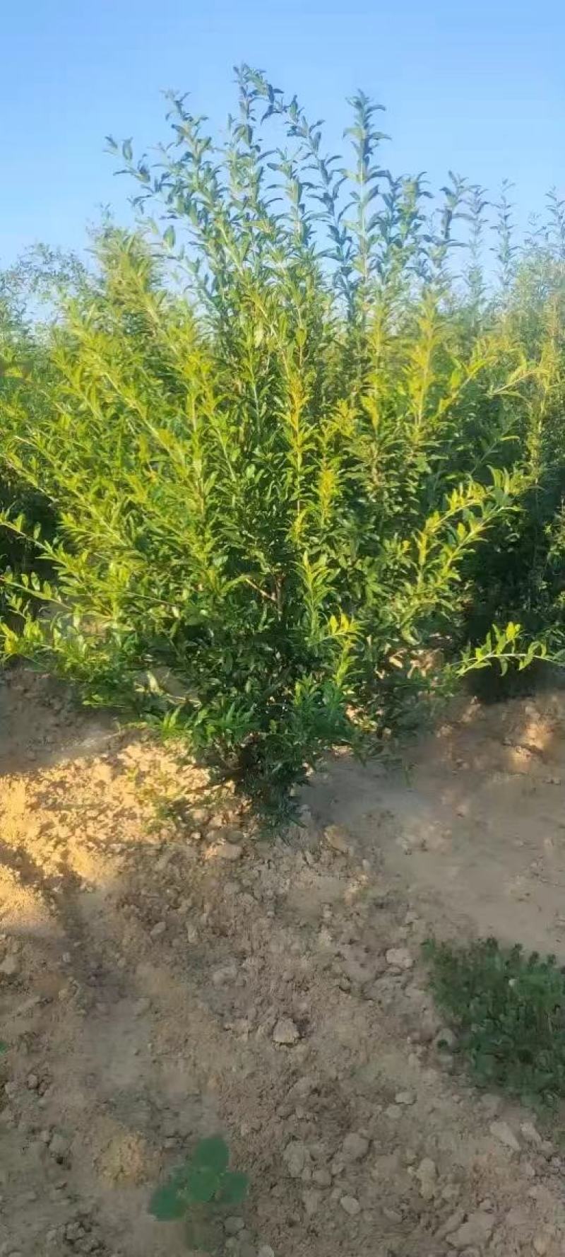 丛生花石榴丛生果石榴硬丛生绿化工程园林绿化别墅