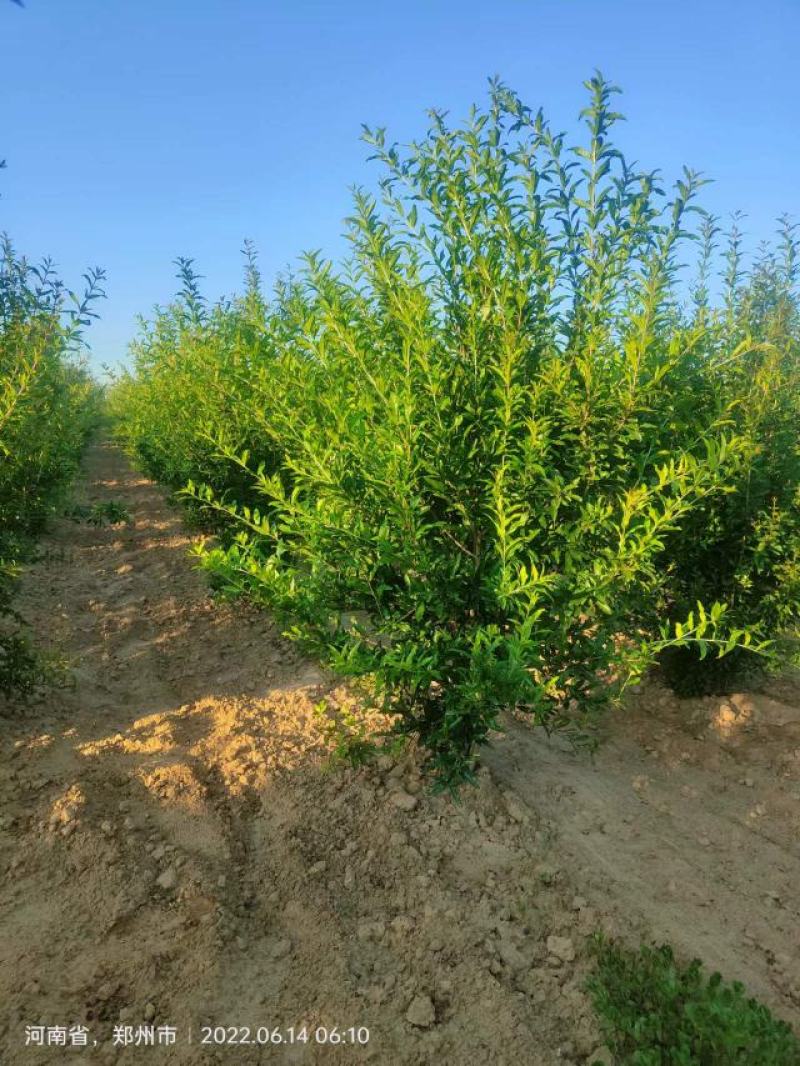 丛生花石榴丛生果石榴硬丛生绿化工程园林绿化别墅