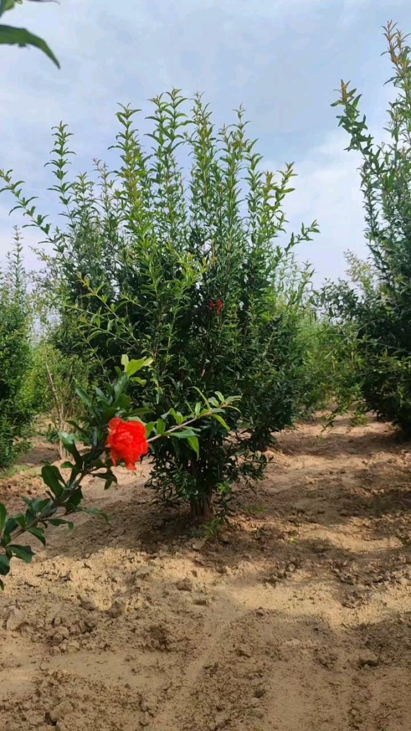 丛生花石榴丛生果石榴硬丛生绿化工程园林绿化别墅