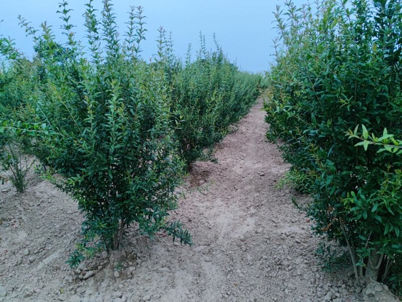 丛生花石榴丛生果石榴硬丛生绿化工程园林绿化别墅