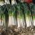 日本寒葱种子葱白90厘米抗寒能力强亩产9000公斤