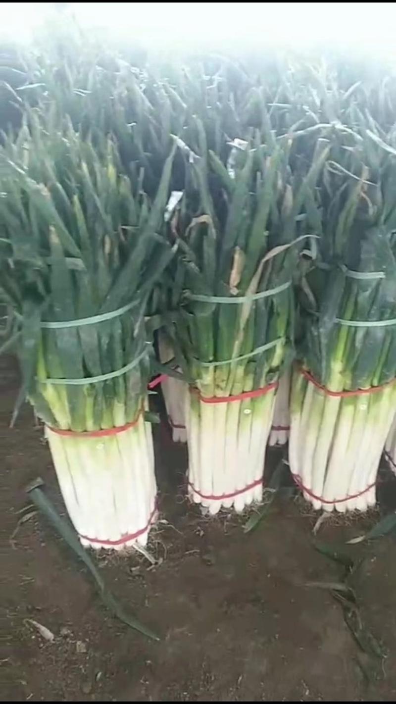 日本寒葱种子葱白90厘米抗寒能力强亩产9000公斤