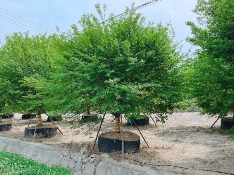 容器假植袋苗鸡爪槭。地产项目点缀用苗精品树形