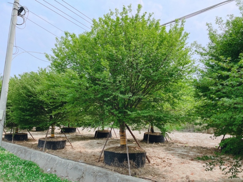 容器假植袋苗鸡爪槭。地产项目点缀用苗精品树形