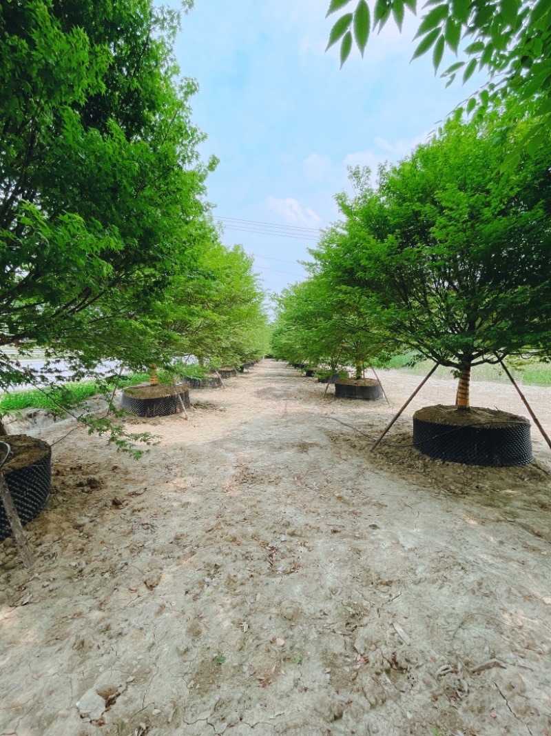 容器假植袋苗鸡爪槭。地产项目点缀用苗精品树形