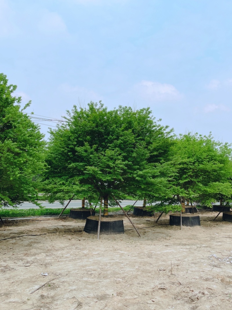 容器假植袋苗鸡爪槭。地产项目点缀用苗精品树形