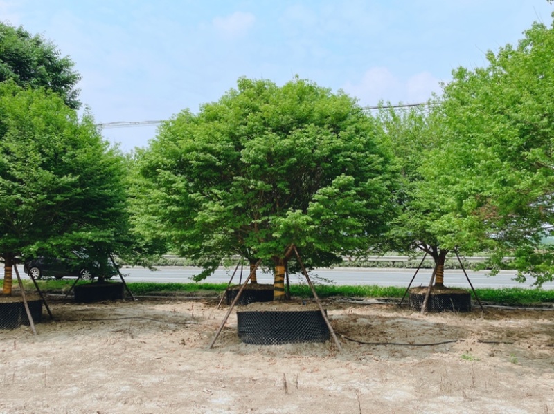 容器假植袋苗鸡爪槭。地产项目点缀用苗精品树形