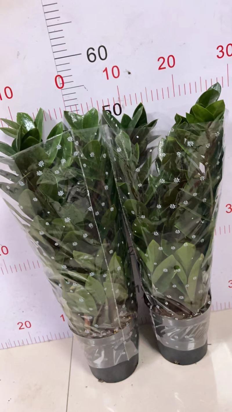 金钱树基地自产精品盆栽全国一件代发物美价廉产品好服务好.