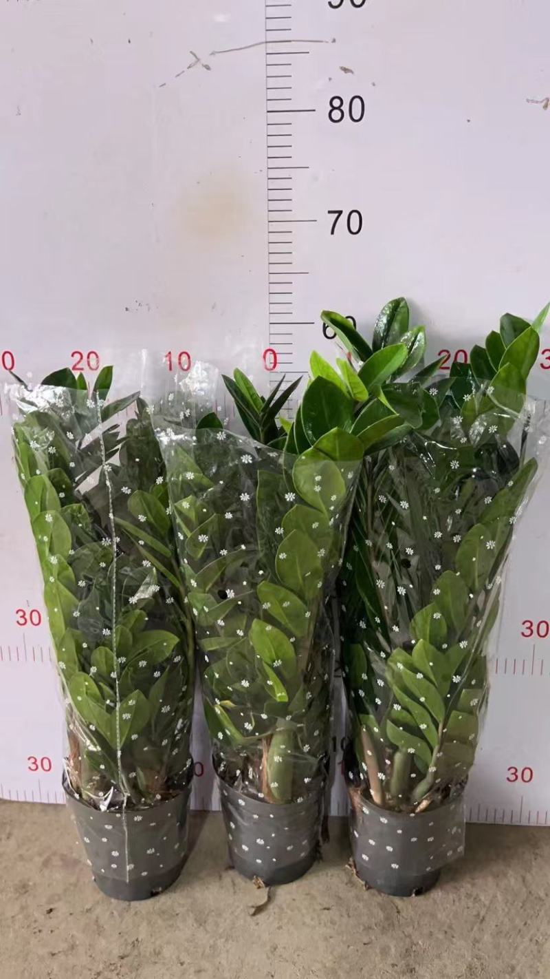 金钱树基地自产精品盆栽全国一件代发物美价廉产品好服务好.