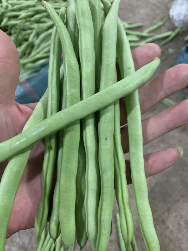 云南小金豆，四季豆，无机豆角，扁豆