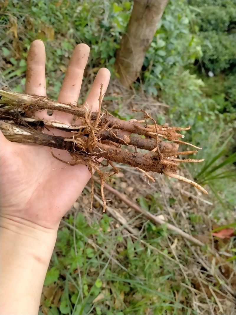 野生独角仙茅根地棕根纯根不带叶子