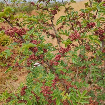 大凉山红花椒鲜花椒盐源花椒四川花椒麻椒四川麻椒