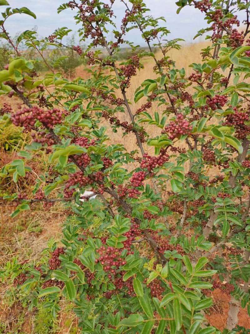 大凉山红花椒鲜花椒盐源花椒四川花椒麻椒四川麻椒