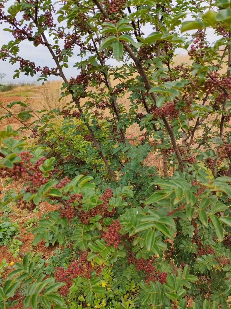 大凉山红花椒鲜花椒盐源花椒四川花椒麻椒四川麻椒