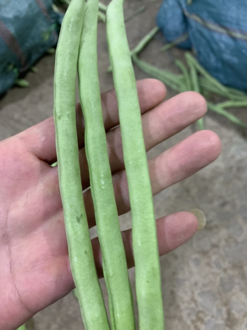 云南大量现货所有，短长豆