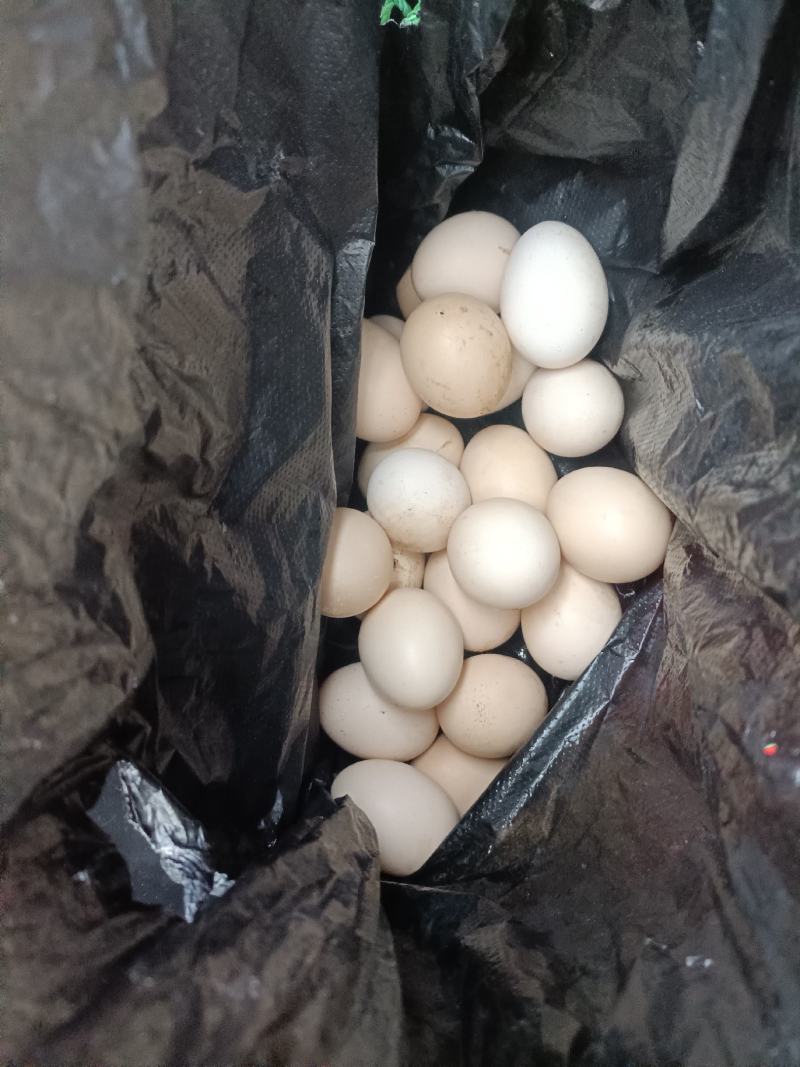 广西桂林市阳朔县散养土鸡蛋50g左右食用，品质保证