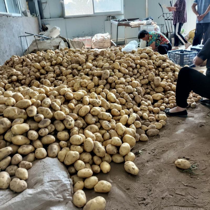 荷兰十五土豆