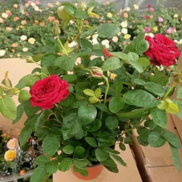 玫瑰花基地直销精品盆栽全国一件代发物美价廉产品好服务好。