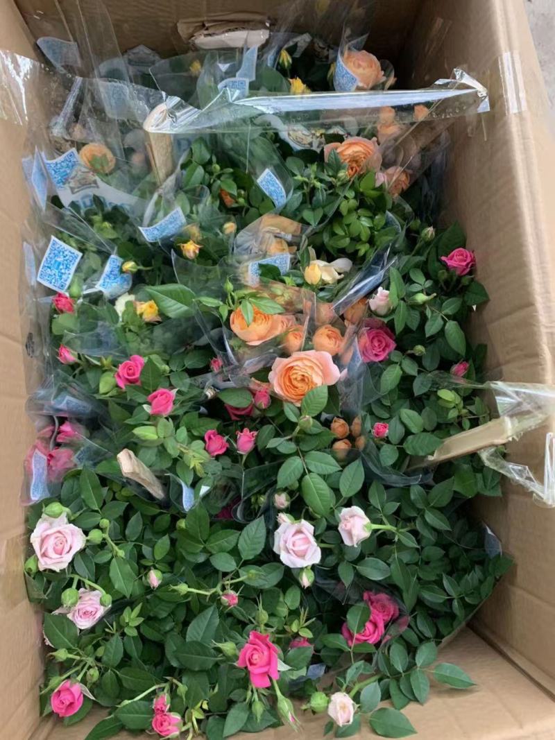 玫瑰花基地直销精品盆栽全国一件代发物美价廉产品好服务好。