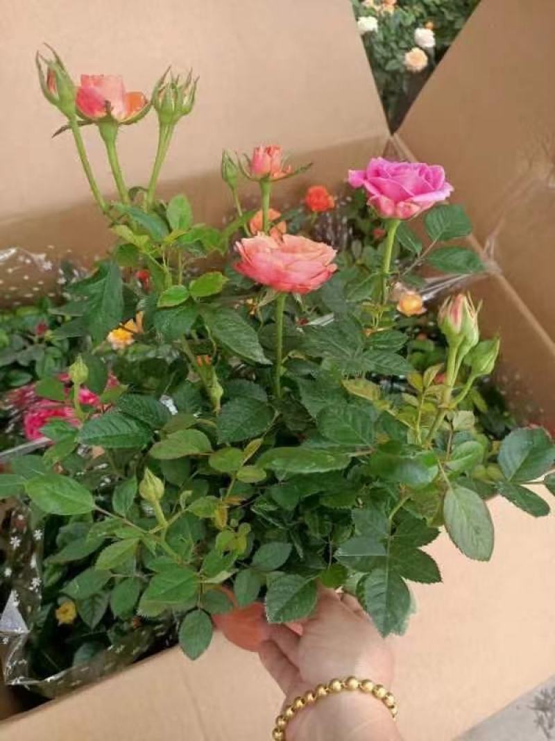 玫瑰花基地直销精品盆栽全国一件代发物美价廉产品好服务好。