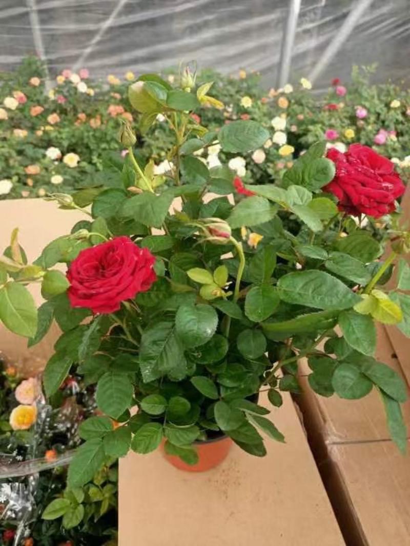 玫瑰花基地直销精品盆栽全国一件代发物美价廉产品好服务好。