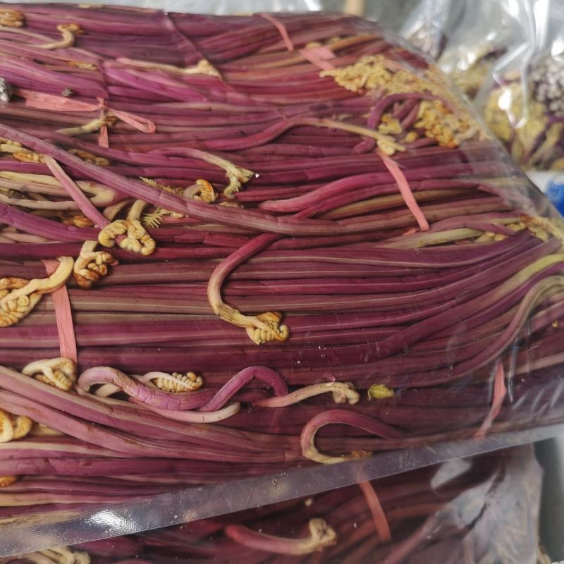 贵州优质紫蕨菜蕨苔原料半成品成产地低价出售常年供应不断货