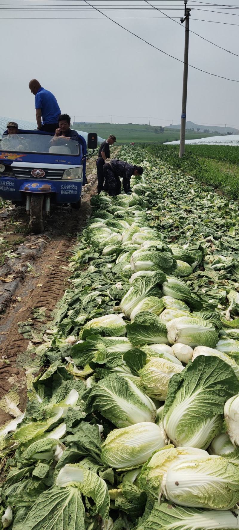 甜庆红甜王，黄心菜