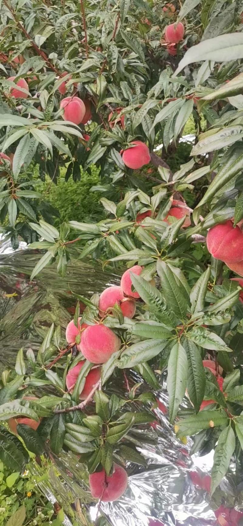 血桃大量提供优质资源产地直发可视频看货欢迎来电！