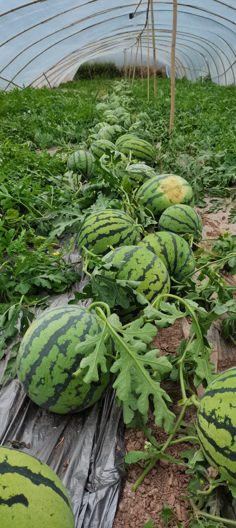 麒麟瓜美都西瓜产地支持一件代发西瓜营养多汁自家工厂支持拿样