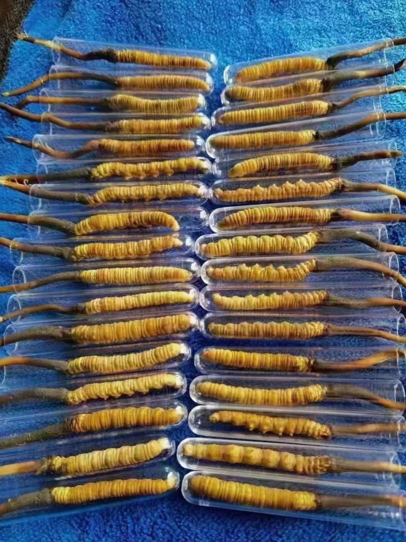 冬虫夏草