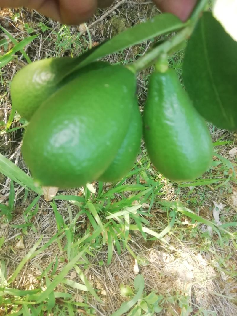 台湾香水柠檬苗香水柠檬苗子弹头四季香水柠檬苗