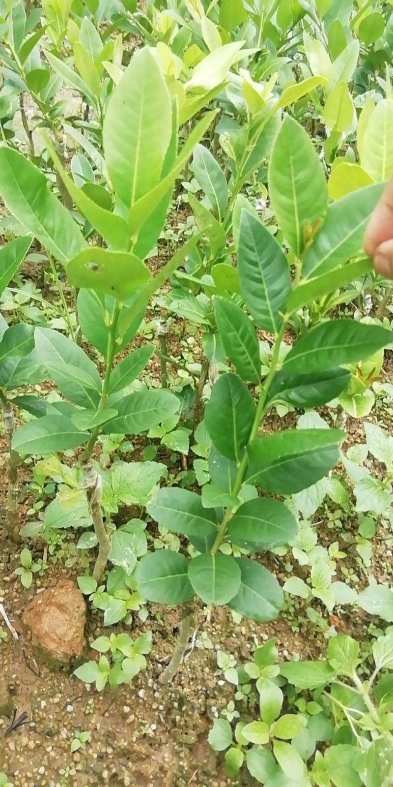 台湾香水柠檬苗香水柠檬苗子弹头四季香水柠檬苗